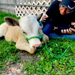 3 dollars for trade Dina